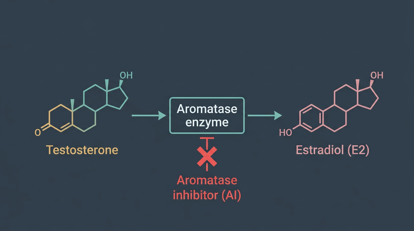 Testosterone aromatase conversion to estradiol