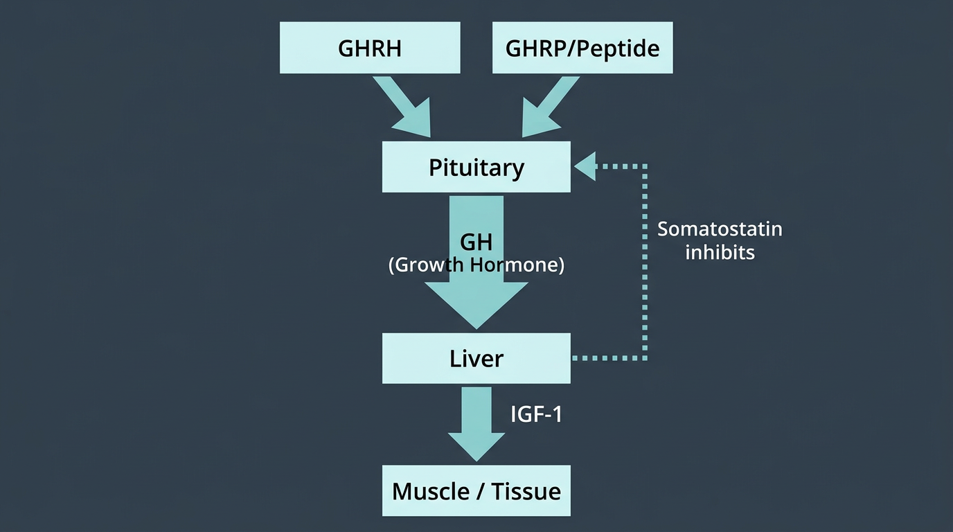 Growth hormone and peptide signaling axis